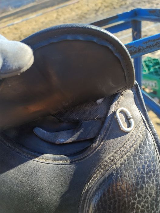 ujeżdżeniowe Claridge House 15'5 - 16"