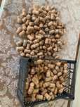 Пробки коркові для пляшок
