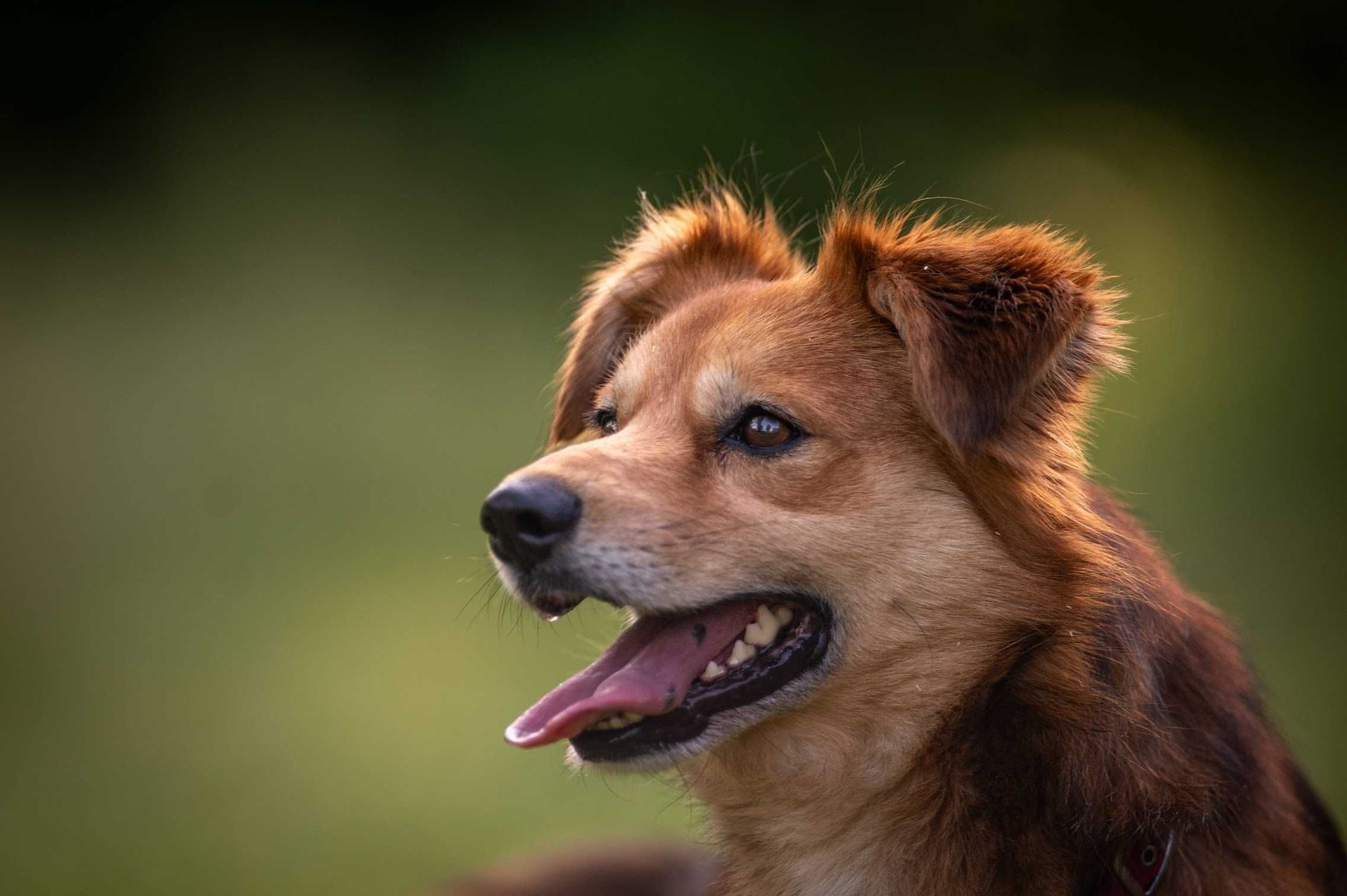 Śliczny Sprite do adopcji!