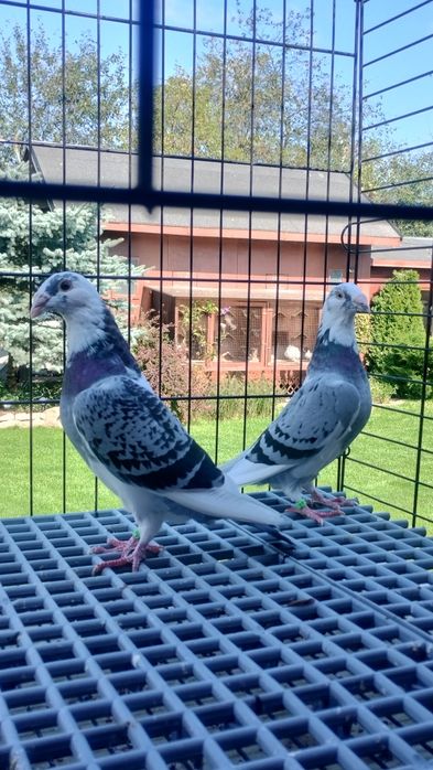 Pocztowy Staropolski