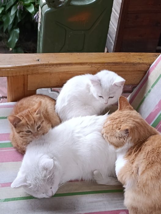 Віддам кошенят дівчат
