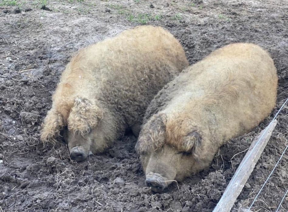 Мангалиця, свиноматка