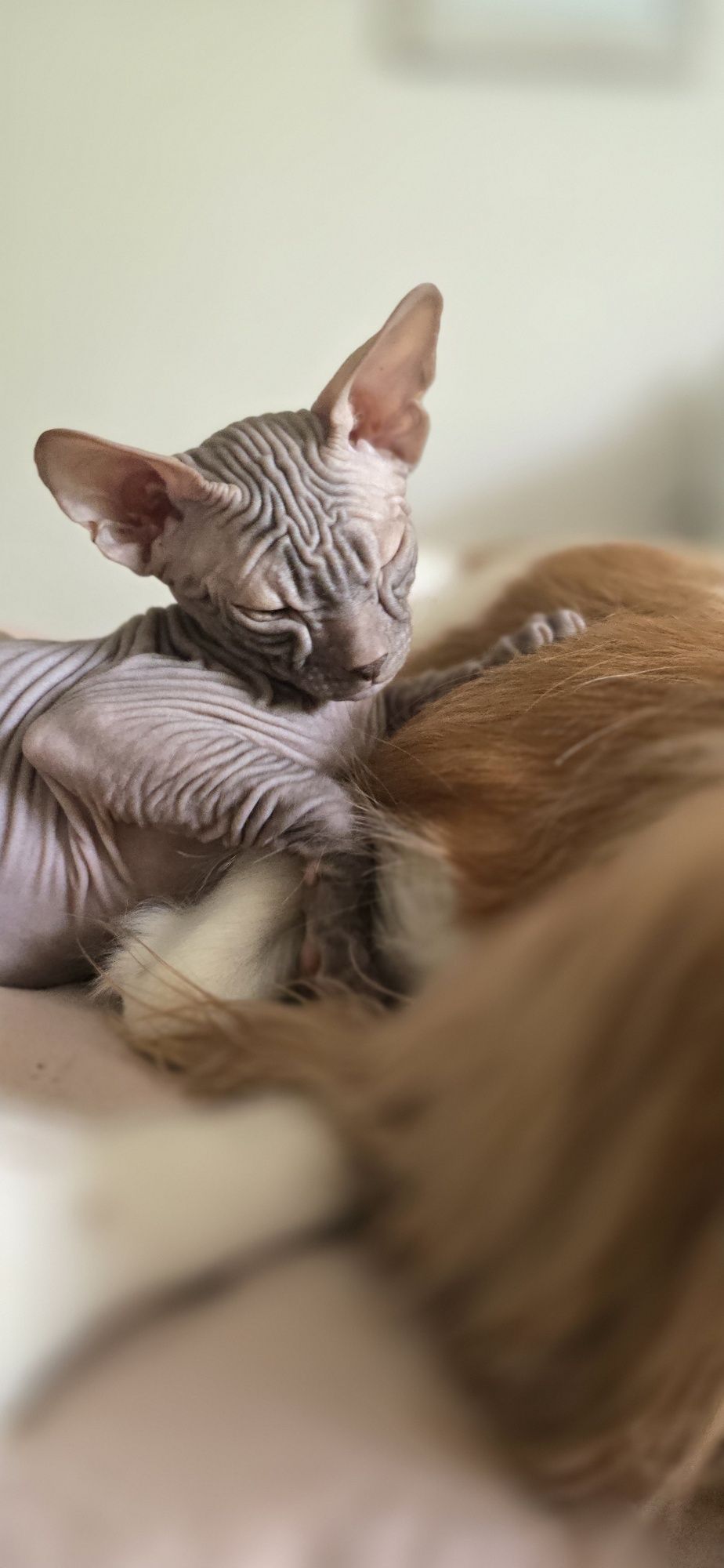 WCF DON Sphynx kotek