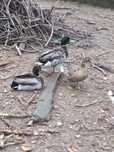 Patos Real - 5 para venda