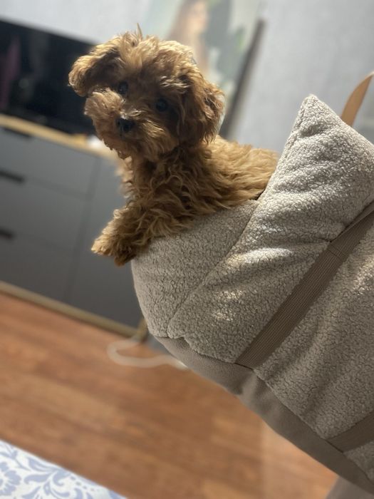 Лежанка лежак мʼякий  для собак кота Зоотовари мʼяке місце