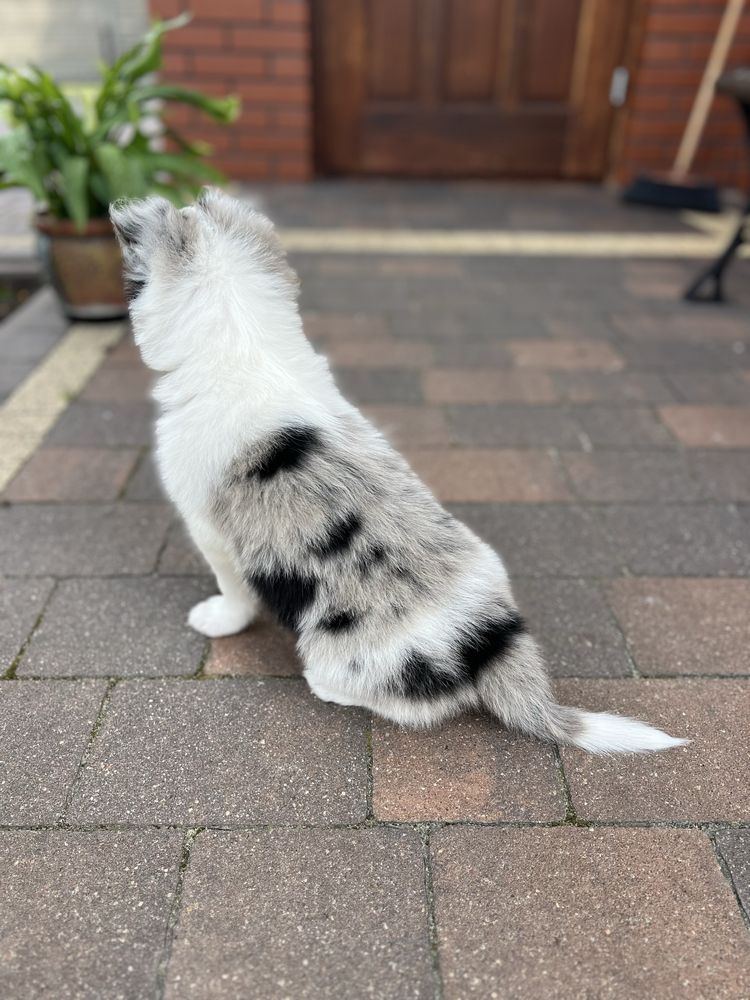 Border Collie - Piesek Seal Merle