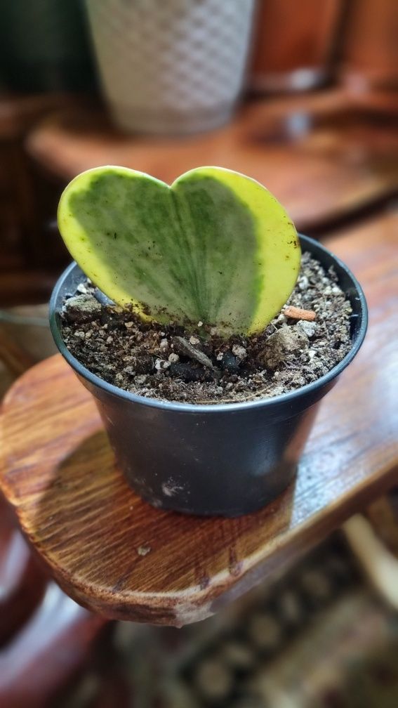 Hoya kerrii variegata