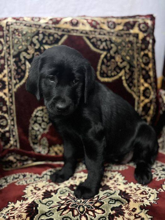 Дівчинка лабрадор чорного кольору  чекає на своїх люблячих господарів