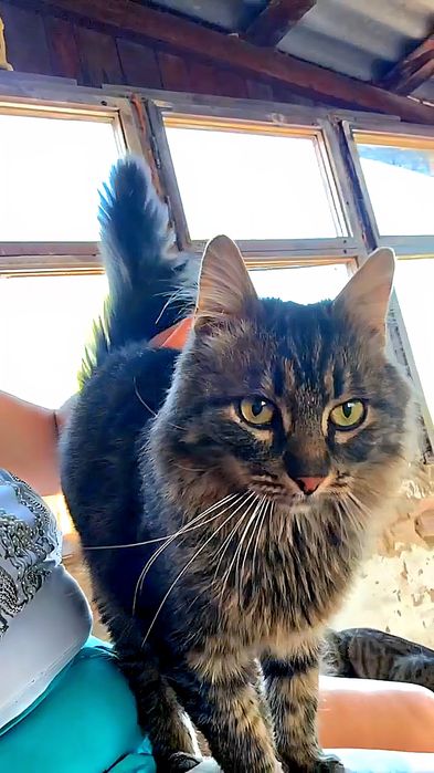 Пухнастик хоче додому