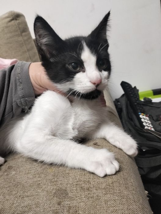 Gatinha para adoção responsável