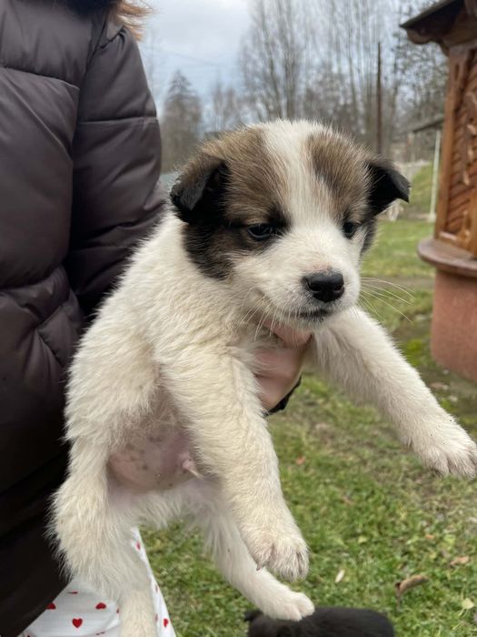 Віддам в добрі руку