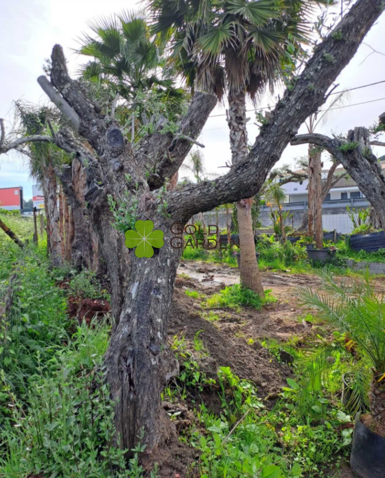 Escolha a sua Oliveira! / Plantas / Árvores / Jardim