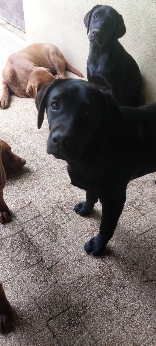 Labrador Retriever SUCZKA