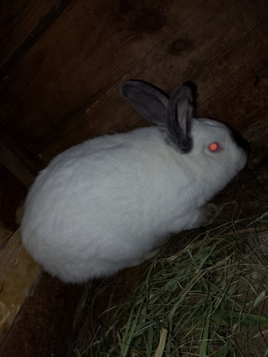 Продам кролів Каліфорнійці
