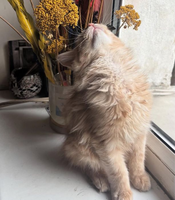 Kremowy rudy kotek kocurek maine coon fife fci gotowy do odbioru