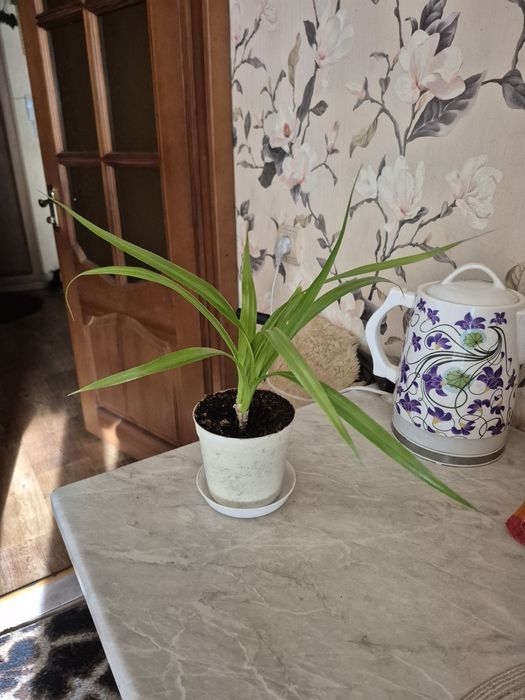 Пальма Пандамус отросток