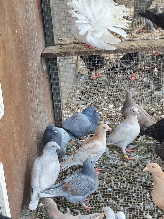 Gołębie pocztowe opal