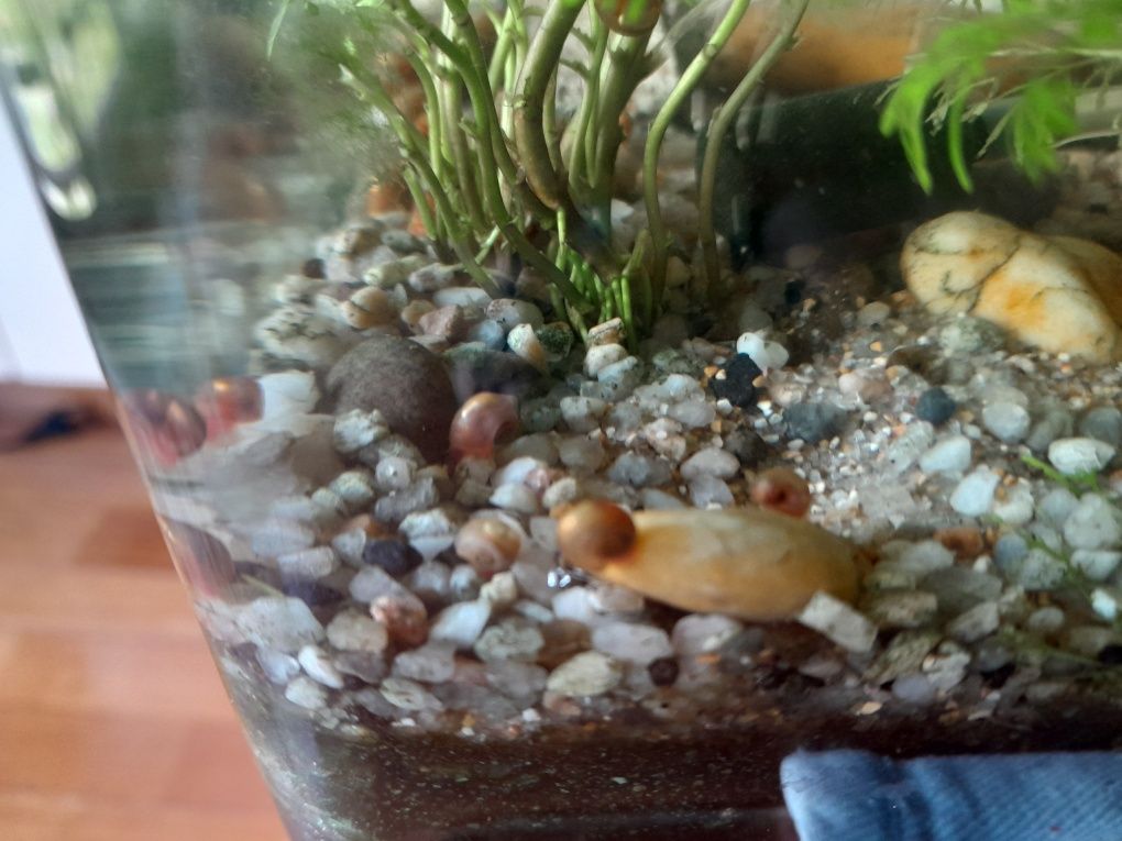 Limnophila sessiliflora e camarões
