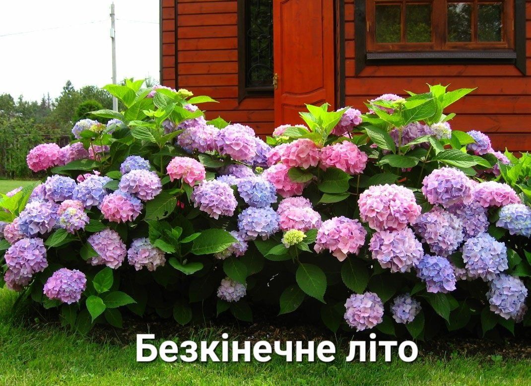 Гортензія крупнолиста "в наявності 20 сортів"