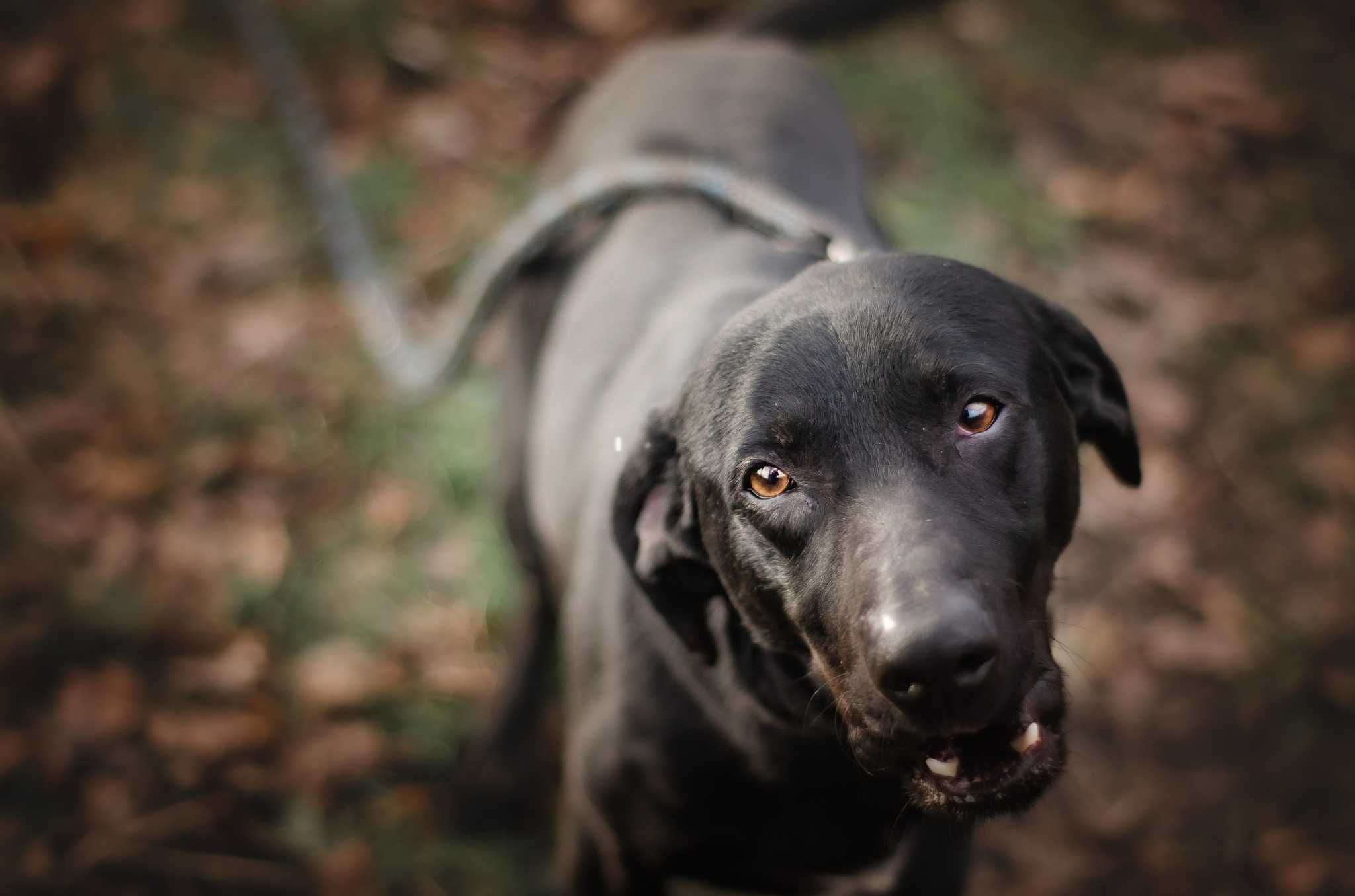 Magnat - cudny psiak jak fit labrador ADOPCJA