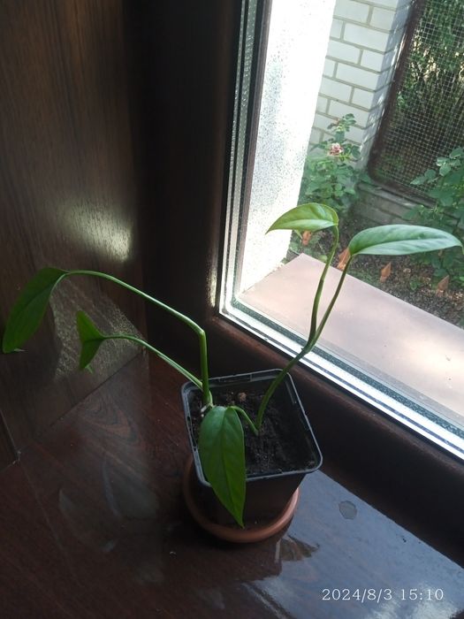 Епіпремнум себу блю