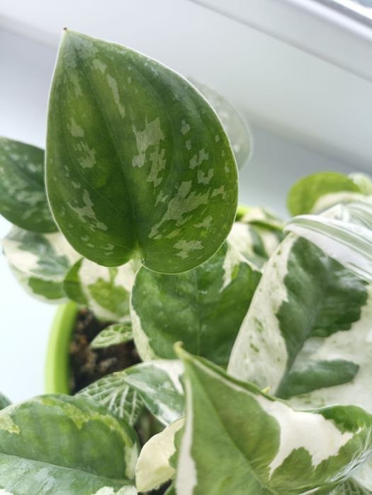 Набір квітів всі варієгатні. Піктус, Традесканція, Енджой, Фіттонія