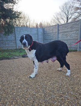 Owczarek środkowoazjatycki