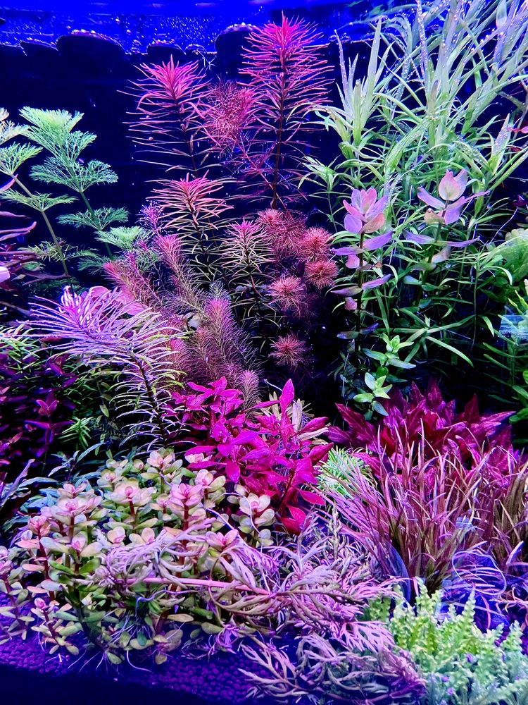 Rośliny akwariowe duży wybór