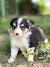 Owczarek Szetlandzki Sheltie szczeniak