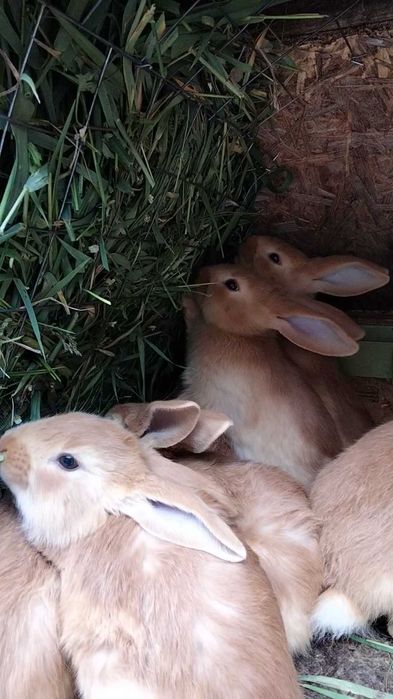 Кроленята бургундської породи на плем'я