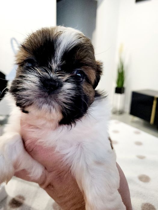 Sunia shih tzu wyprawka. Chip. Rodowód zapraszam