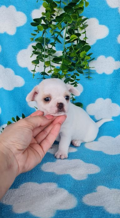 Excelente mini chihuahua/chiuaua Qualidade, Linhagem Russa