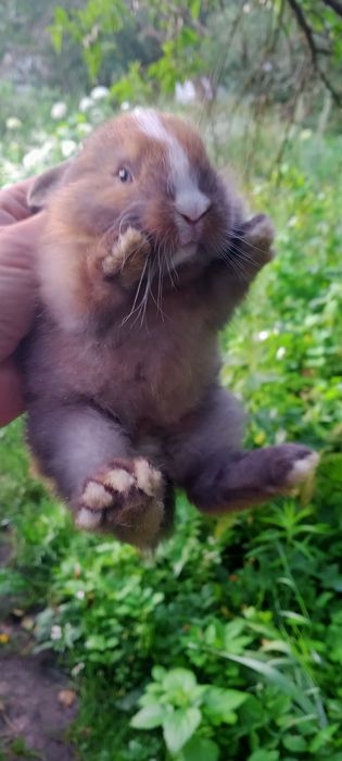 Мінні Лоп, вісловухі та інші торчевухі