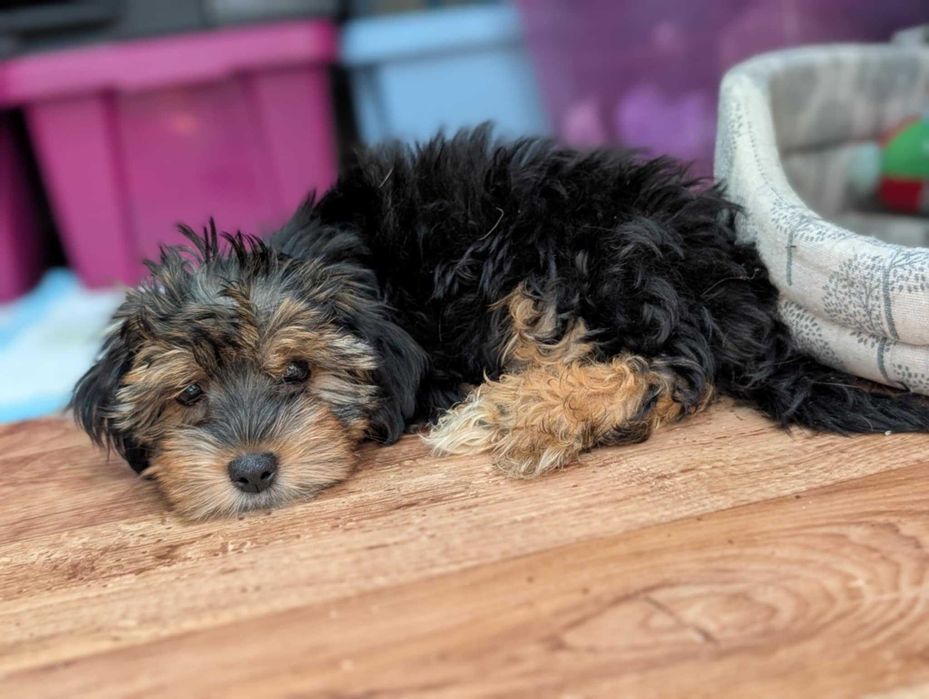 Szczeniak Bohun - York Terrier tricolor