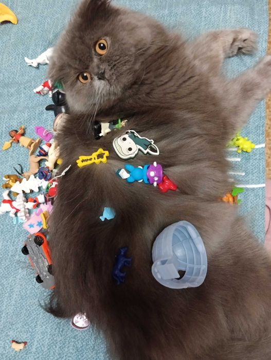 Кошечка шукає котика