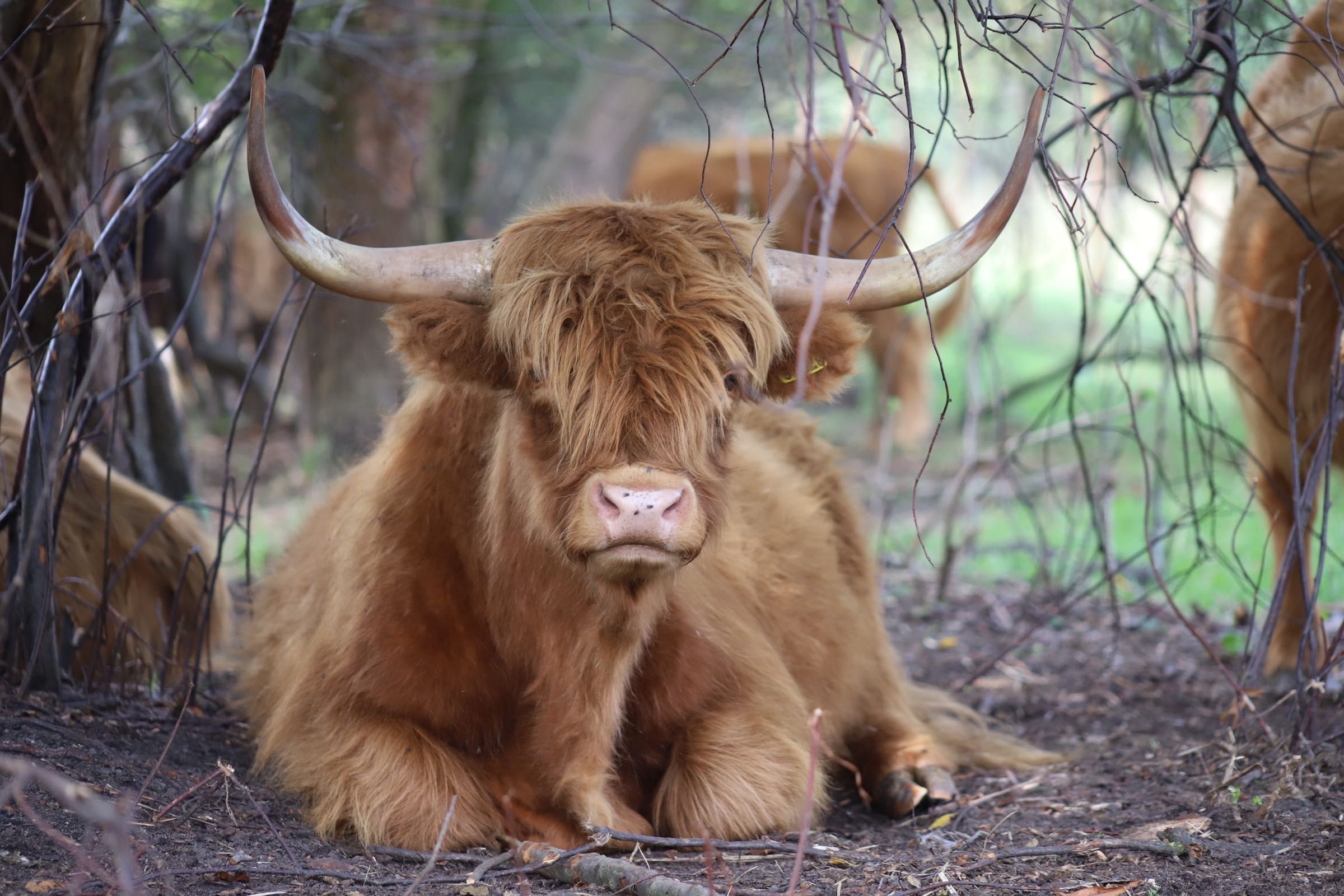 Highland Cattle bydło szkockie