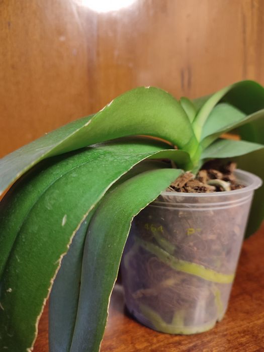 Орхидея Aalborg  домашняя.