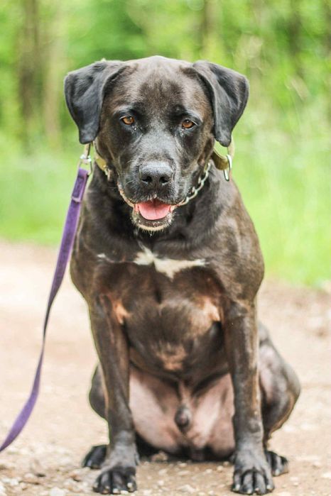 Diego - cudowny pies do adopcji mix labrador/pitbull