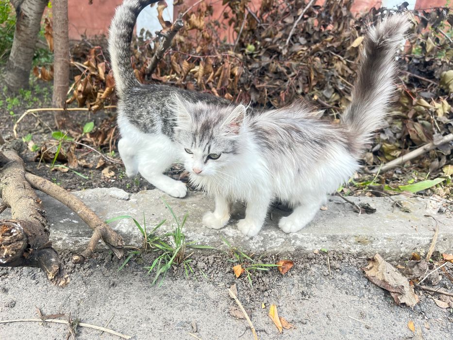 Кошенята, безкоштовно!