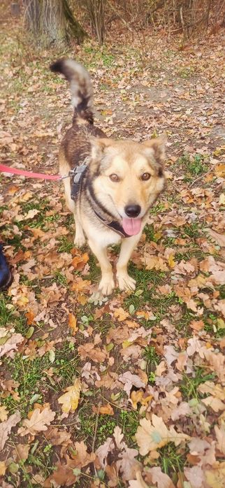 Jogi uroczy psiak szuka domu