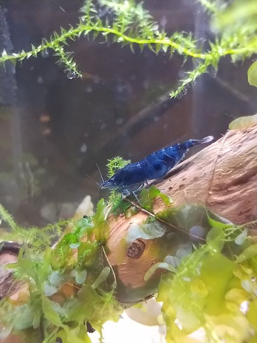 Aktualizacja. Akwarium krewtkarium, pakiet 3szt.