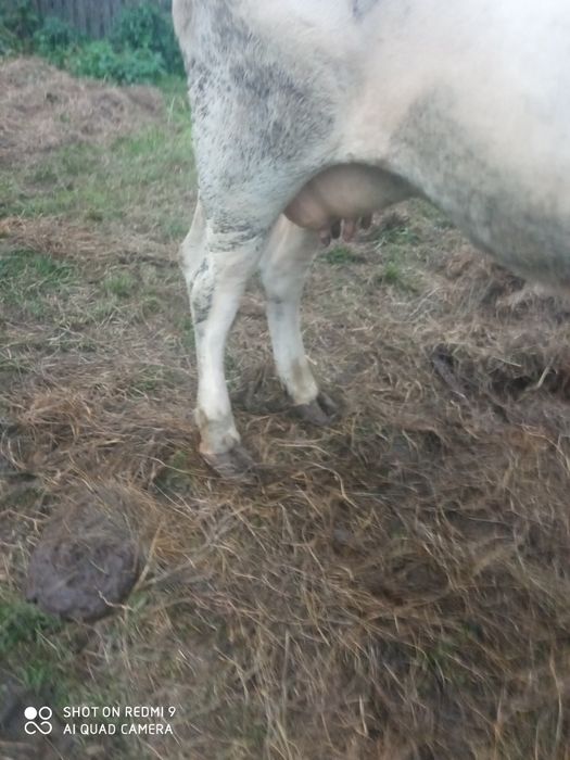 Krowa młoda mleczna