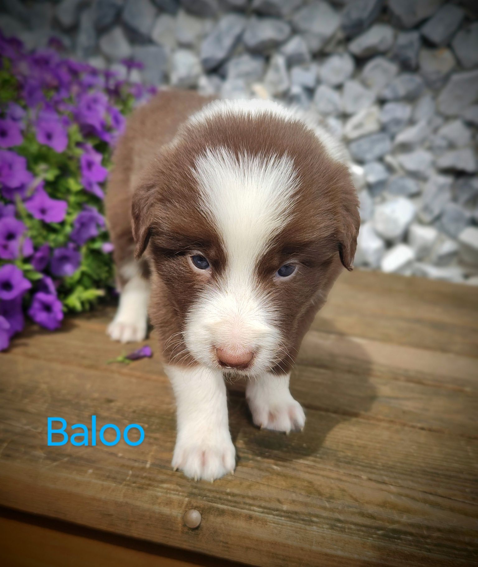 Border collie piesek czekoladowo biały, przebadani rodzice