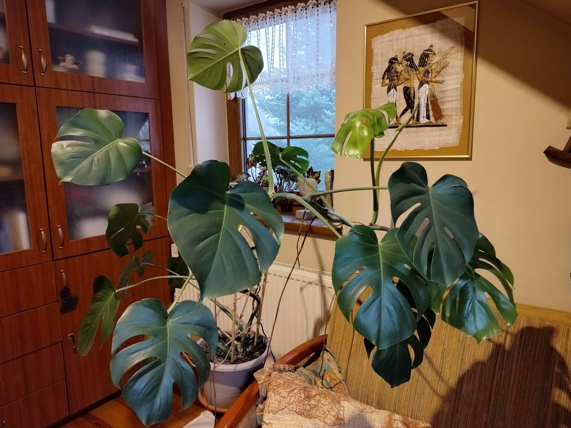 Monstera duża, w donicy