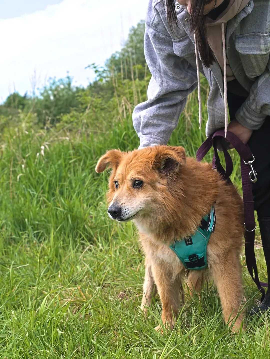Karmelek - psi ideał szuka domu ADOPCJA
