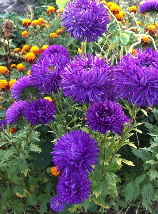 Лук египетский, многоярусный 200грн/кг, гладиолус, бамия, люффа, вигна