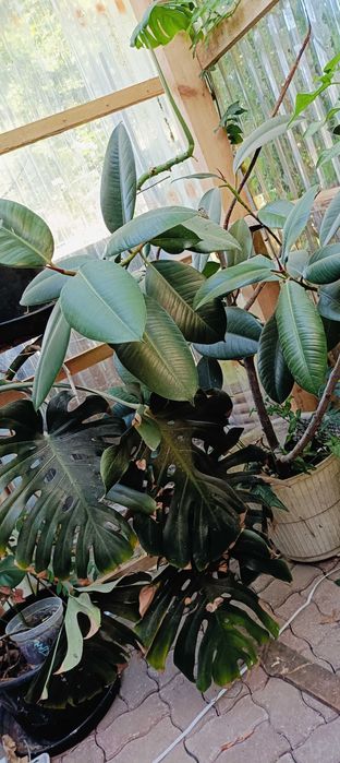 Kwiaty domowe doniczkowe