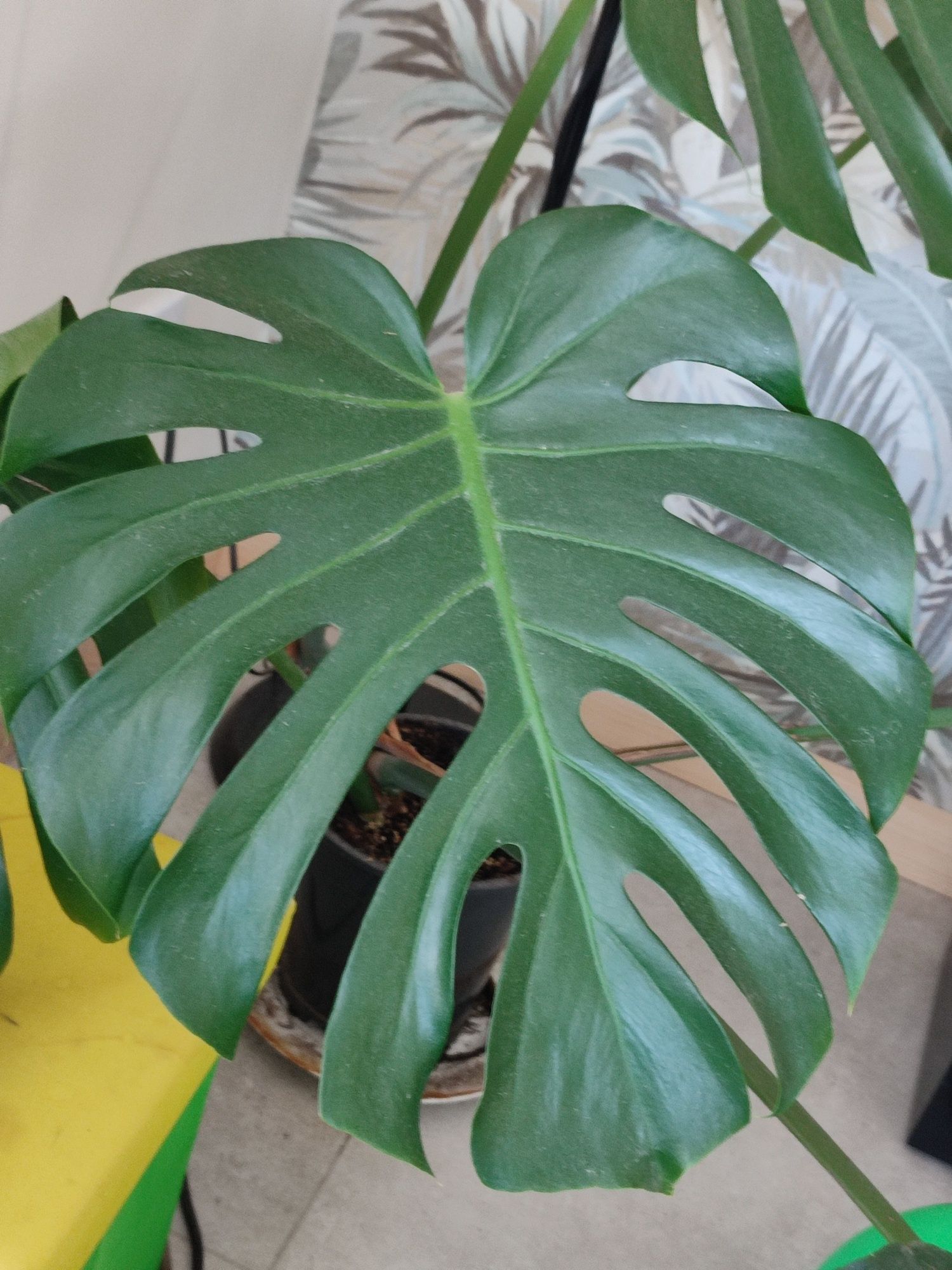 Monstera Big Form