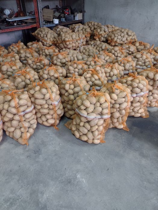 Ziemniaki jadalne Lili gala Anna Qeen