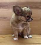 Chihuahua Macho com Pêlo